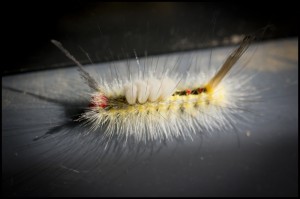 Tussock moth caterpillar