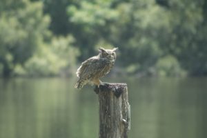 Great horned owl